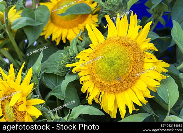 Beautiful ripe sunflowers used as decoration. Agricultural produce. Plant cultivation