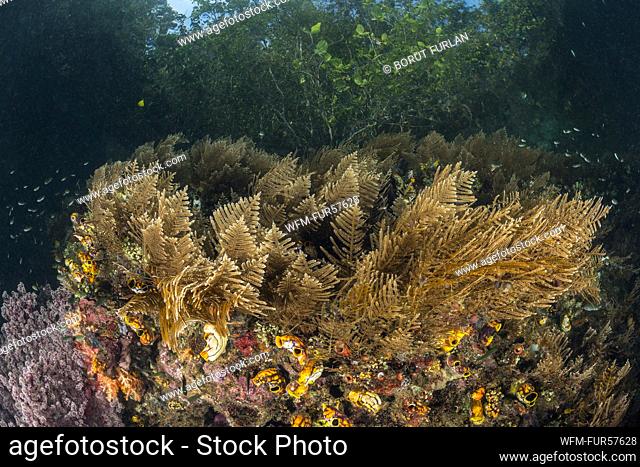 Corals growing near Mangroves, Aglaophenia cupressina, Raja Ampat, West Papua, Indonesia