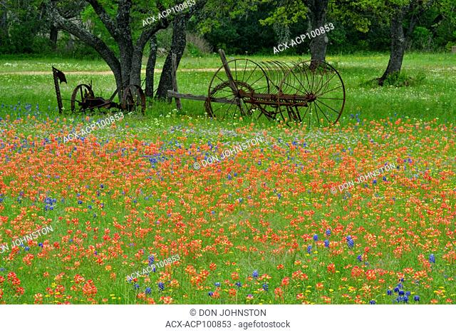Spring wildflowers- Texas paintbrush and bluebonnets on a residential property, Austin, Texas, USA