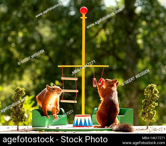 red squirrels standing in a circus arena