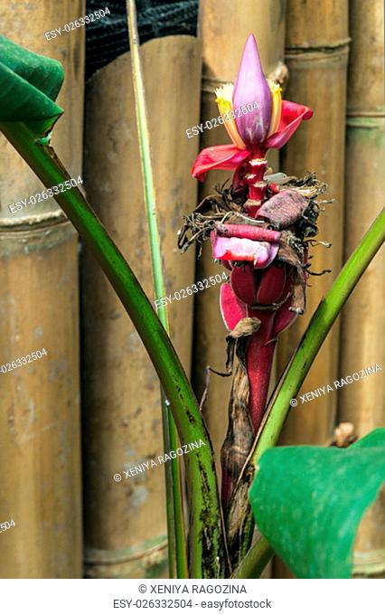 Exotic plant Heliconia front of a bamboo fence, Ecuador
