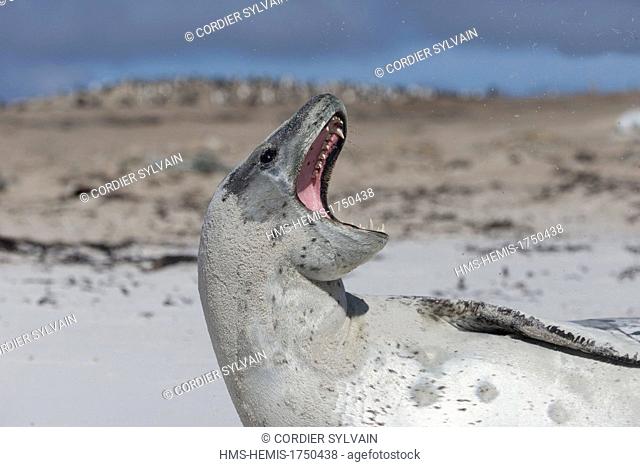 Falkland Islands, Saunders island, Leopard Seal (Hydrurga leptonyx) on the beach