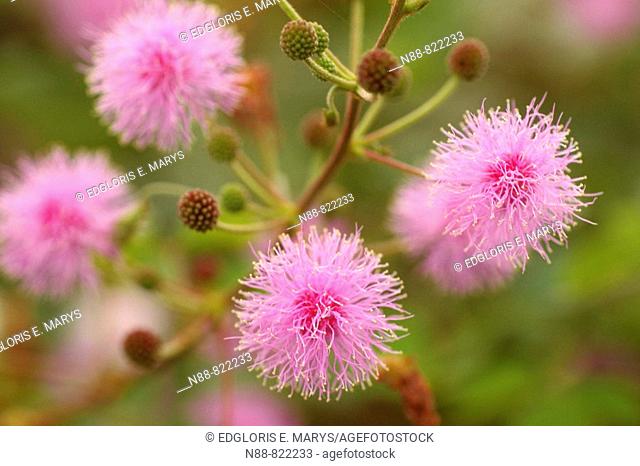 Pink flowers of Mimosa sp, Fabaceae. Altos de Pipe, Estado Miranda, Venezuela