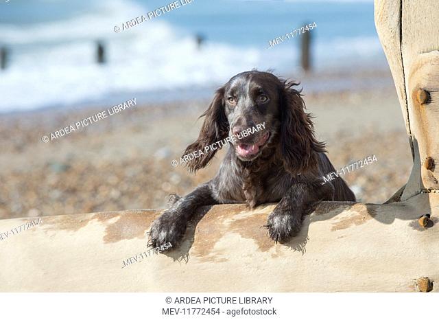 Dog Cocker Spaniel on the beach looking over break water