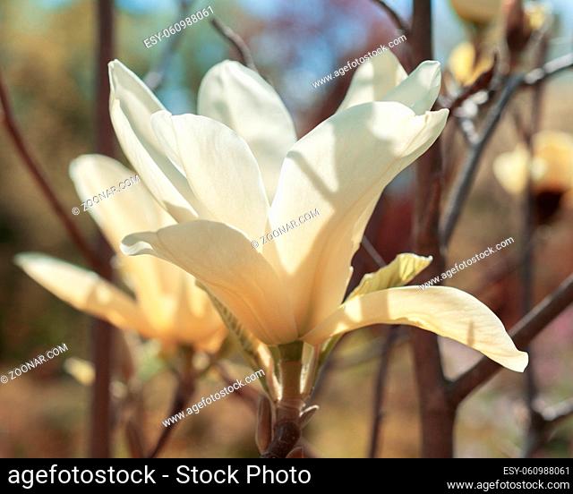 White magnolia flower close up