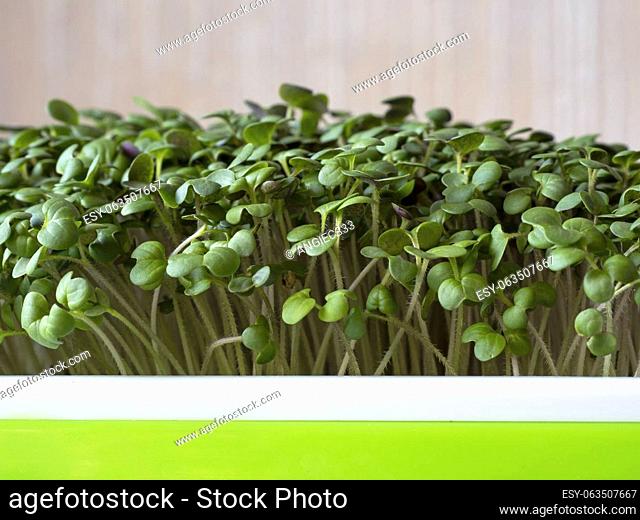 Closeup of broccoli microgreen seedlings growing in a green plastic tray seen from the front
