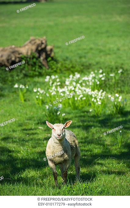 Cute in spring in field