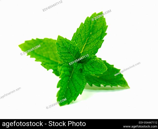 Mint leaves isolated against a white background