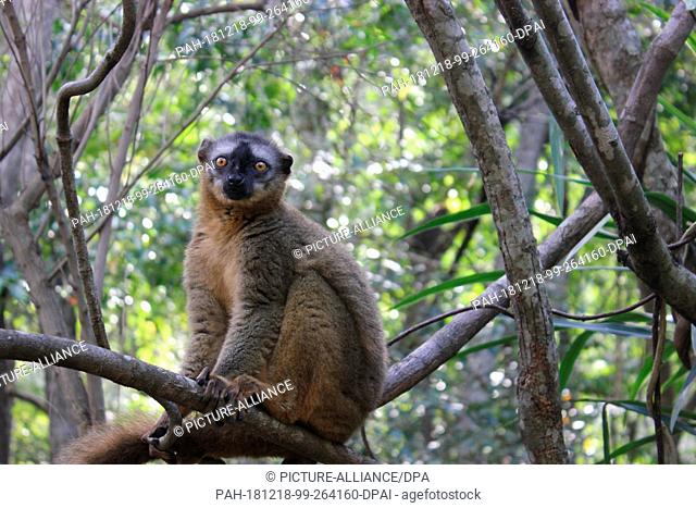 12 May 2017, Madagascar, -: A lemur of the species Rotstirnmaki (Eulemur rufifrons) sits on a tree in the Isalo National Park in southern Madagascar