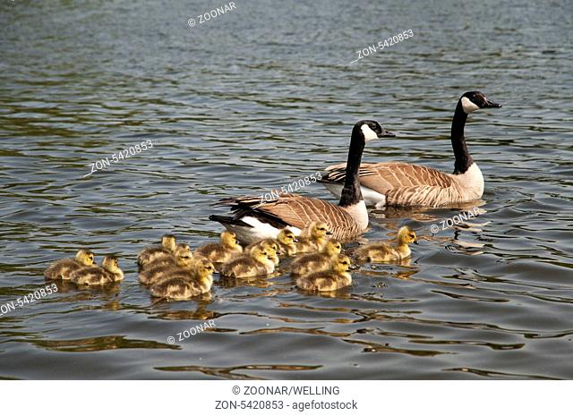 Kanadagans (Branta canadensis) mit Kueken, Ruhr bei Essen, Nordrhein-Westfalen, Deutschland, Europa | Canadian goose with chickens on a river, germany, europe