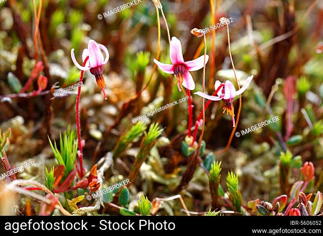 Oxycoccus palustris, small cranberry (Vaccinium oxycoccos), heather family, Common cranberry (Vaccinium oxycoccus) flowering, growing in upland peat bog