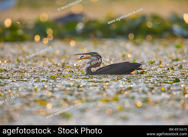 Purple heron (Ardea purpurea), the bird searches for prey in shallow water in the early morning, Hungary, Europe