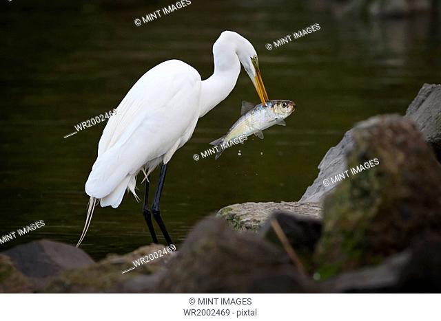 Great Egret with a fish in his beak