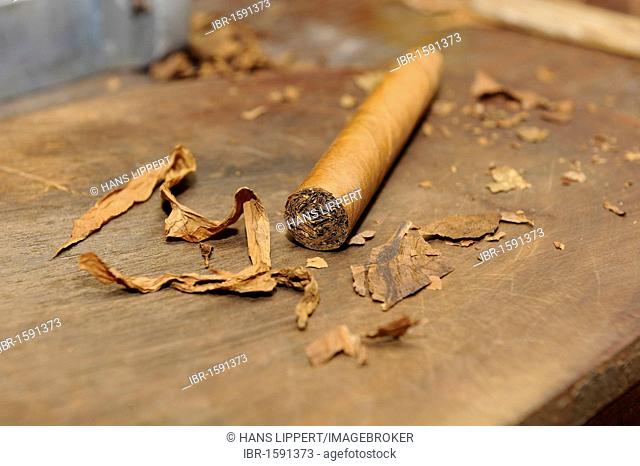 Freshly rolled cigar, cigar factory in Punta Cana, Dominican Republic, Caribbean