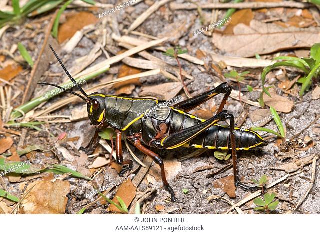 Eastern Lubber Grasshopper (Romalea guttata) older nymph stage, Highlands Hammock State Park, FL, USA