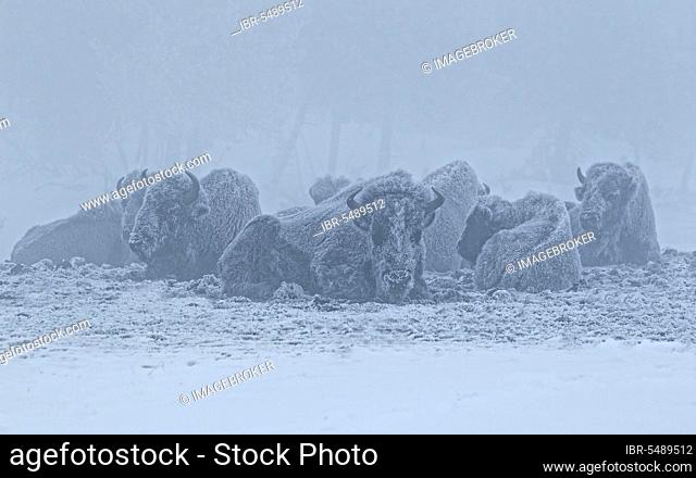 North American Bison (Bison bison) herd, laying on snow during fog, Yellowstone N. P. Wyoming (U.) S. A