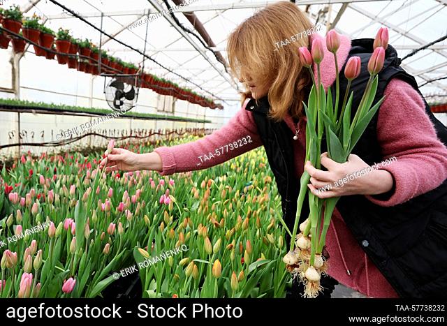 RUSSIA, ROSTOV REGION - MARCH 7, 2022: A worker harvests tulips in a greenhouse run by the OOO Talan company in the village of Olginskaya, in southwest Russia