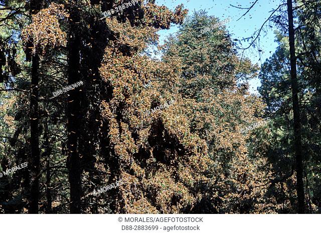 Central America, Mexico, State of Michoacan, Angangueo, Reserve of the Biosfera Monarca Sierra Chincua, forest where monarch butterflies (Danaus plexippus)
