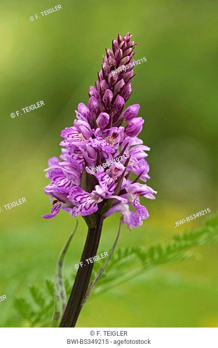 common spotted-orchid (Dactylorhiza fuchsii, Dactylorhiza maculata ssp. fuchsii), inflorescence, Switzerland, Bernese Oberland