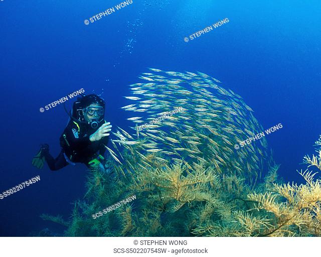 Razor or Shrimp Fish Aeoliscus strigatus diver and Black Coral Gorontalo, Sulawesi, Indonesia