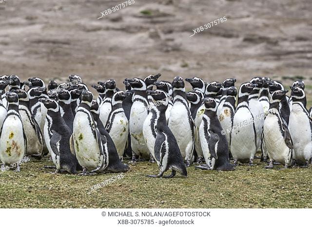 Magellanic penguin, Spheniscus magellanicus, breeding colony on Carcass Island, Falklands