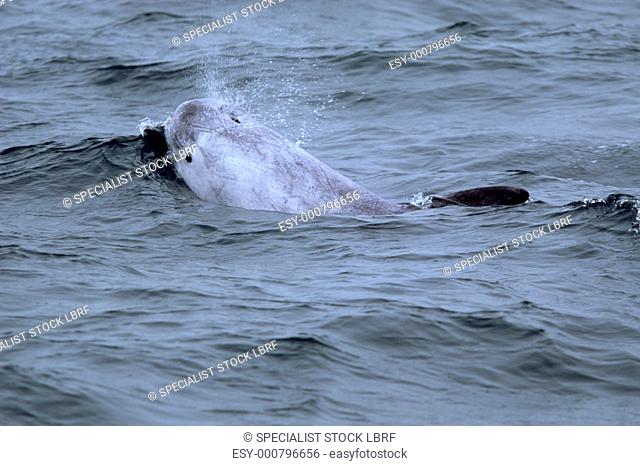 Risso's dolphin Grampus griseus with its eye and blow visible and characteristic scarring over its body Hebrides, Scotland