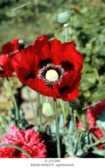 opium poppy Papaver somniferum, flower