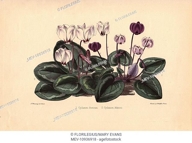 White and purple cyclamens Cyclamen ibericum and Cyclamen atkinsii. Drawn and zincographed by C. T. Rosenberg, for Thomas Moore's The Garden Companion and...