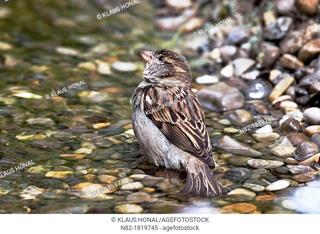 House sparrow Passer domesticus female bathing in a brook - Bavaria/Germany