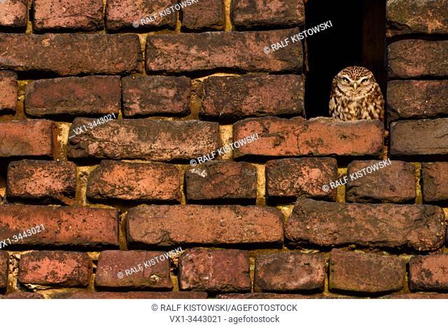 Little Owl / Minervas Owl ( Athene noctua ) sitting in an owl hole between red bricks of an old farmhouse, enjoying the sun, sunbathing, wildlife, Europe