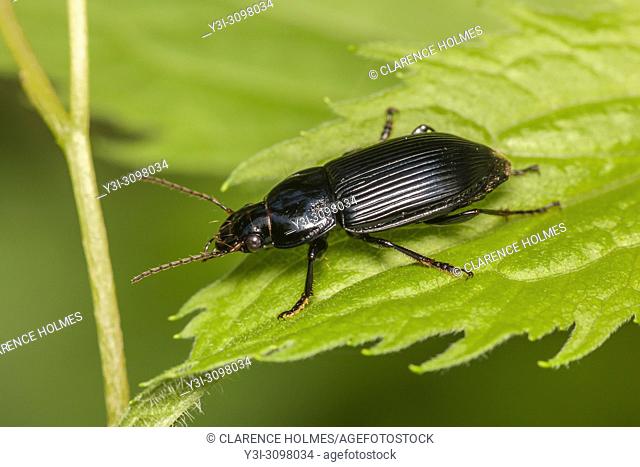 A Woodland Ground Beetle (Pterostichus sp. ) perches on a leaf