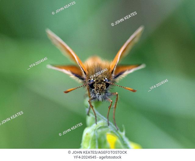 Small Skipper (Thymelicus sylvestris) Butterfly perched feeding on a flower