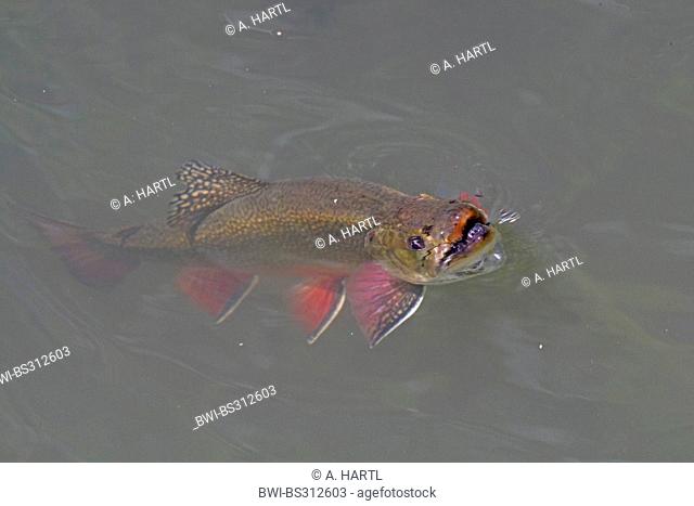 brook trout, brook char, brook charr (Salvelinus fontinalis), eating insect at water surface