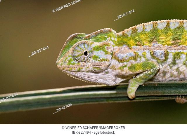 Jewel or Carpet Chameleon (Furcifer lateralis), Madagascar, Africa
