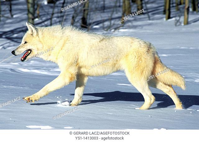ARCTIC WOLF canis lupus tundrarum, ADULT WALKING IN SNOW, ALASKA