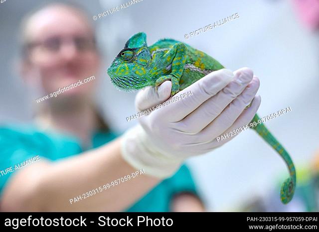 23 February 2023, Saxony, Leipzig: Brunhilde, a Yemen chameleon, is examined by a veterinarian in the Clinic for Birds and Reptiles at the University's Faculty...