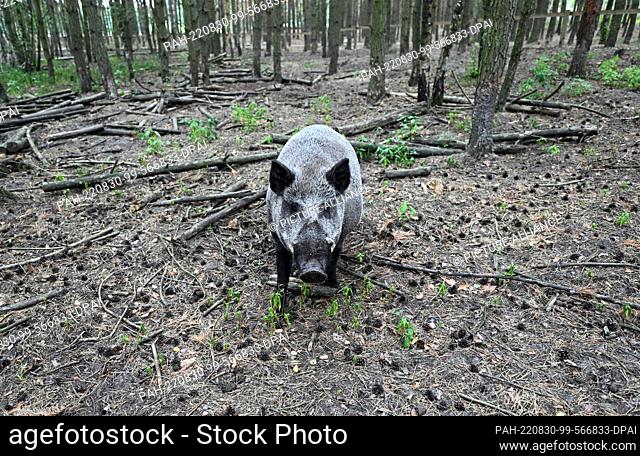 01 August 2022, Brandenburg, Schorfheide/Ot Groß Schönebeck: A wild boar (Sus scrofa) walks through the forest in the Schorfheide Wildlife Park looking for food
