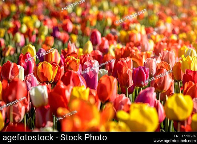 Tuleps bloom in all imaginable colors in a field and shine in the light of the spring sun, full format