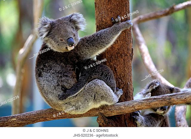 Koala, (Phascolarctos cinereus), mother with young on tree, Mount Lofty, South Australia, Australia