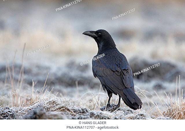 Common Raven Corvus corax - Poland, Europe