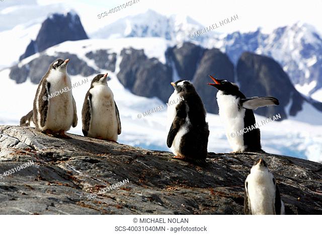 Gentoo Penguin Pygoscelis papua creche protective group of chicks while parents are at sea feeding on the Antarctic Peninsula