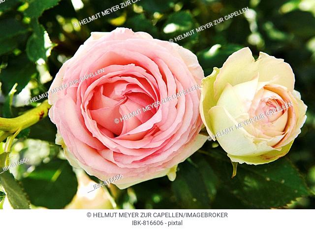 Two Rose (Rosa) blossoms