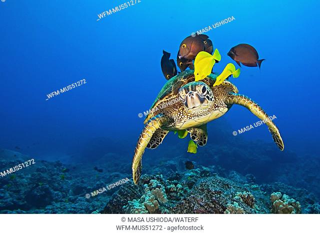 Green Sea Turtle cleaned by Tangs, Chelonia mydas, Big Island, Hawaii, USA