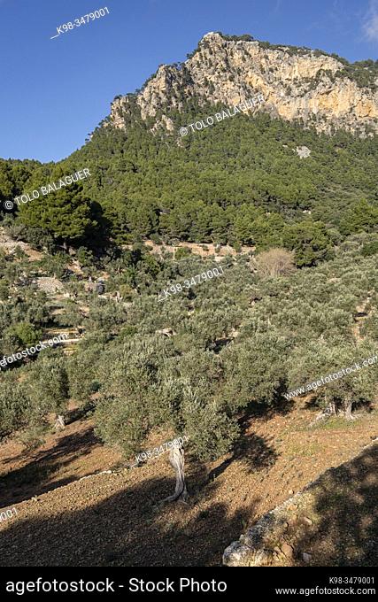 olivar de Son Moragues, Valldemossa, Mallorca, Balearic Islands, Spain