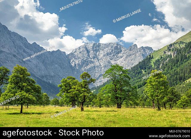 Großer Ahornboden against Karwendel Mountains, Eng, Hinterriß, Tirol, Austria