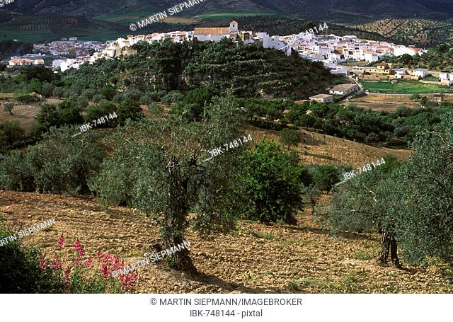 El Burgo near Ronda, Málaga Province, Andalusia, Spain