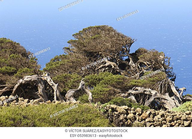 Junipers (Juniperus turbinata canariensis) twisted by the wind. La Dehesa. Frontera Rural Park. El Hierro. Canary Islands. Spain