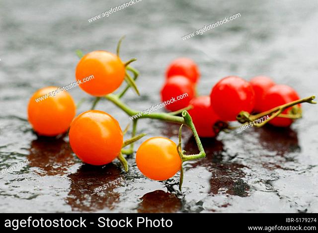Savages Lycopersiconn (Solanum peruvianum)