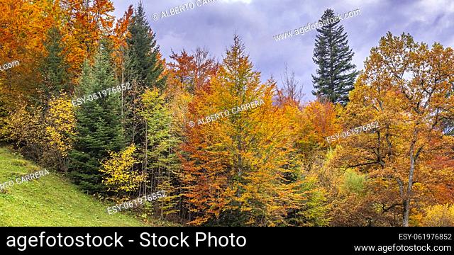 Autumn Mixed Forest View from Park of Linderhof Palace, Bavarian Alps, Oberammergau, Bavaria, Germany, Europe