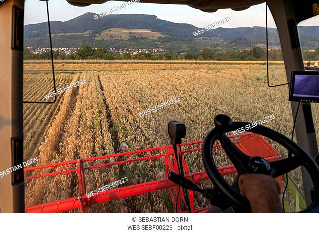 Organic farming, wheat field, harvest, combine harvester in the evening